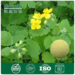 Celandine Extract