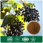 Ligustrum (Glossy Privet Fruit)