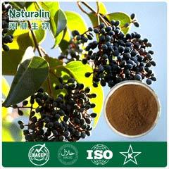 Ligustrum (Glossy Privet Fruit)