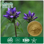 Gentian Root Extract