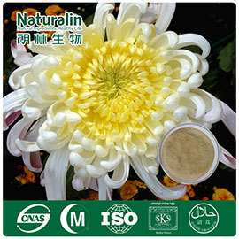 Chrysanthemum Extract