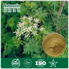 Szechwan Lovage Extract