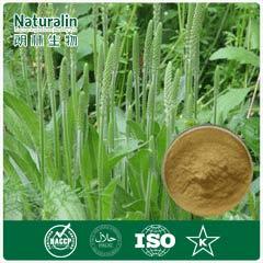 Plantain Extract