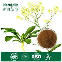 Isatis Root Extract