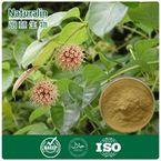 Gamlbir Plant / Uncaria Extract