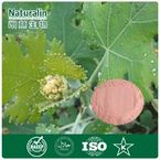 Macleaya Extract