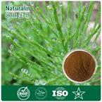 Horsetail Extract