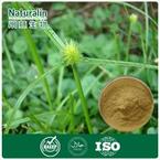 Cyperus ( Nutgrass) Extract