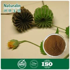 Cluster Mallow Fruit / Seed Extract