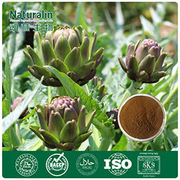 Artichoke Extract