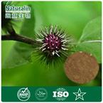 Burdock Root / Seed Extract