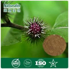 Burdock Root / Seed Extract