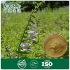 Barbed Skullcap Herb Extract