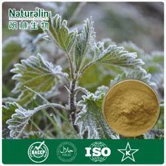 Nettle Root Extract