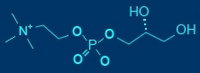 L-α- Glyceryl Phosphoryl Choline Powder