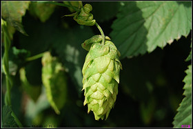 Hops Extract