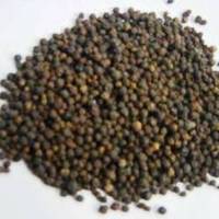 Black Pepper Extract