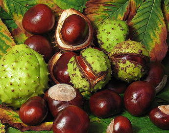 Horse Chestnut Extract