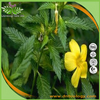 Damiana Leaf P.E.