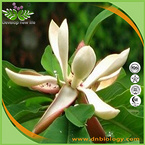 Magnolia officinalis P.E.