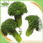 Broccoli P.E.