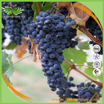 Grape seed extract