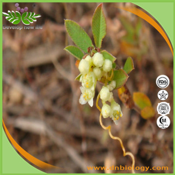 Dodder Seed extract
