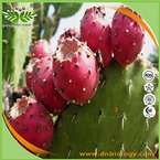 Prickly Pears P.E.