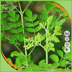 Moringa oleifera Leaf P.E.