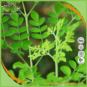 Moringa oleifera Leaf P.E.