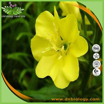 Oenothera P.E.