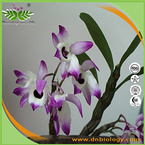 Noble Dendrobium  P.E.