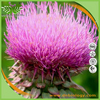 Milk thistle P.E.