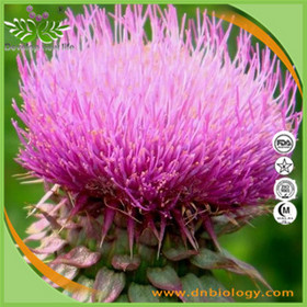 Milk thistle P.E.