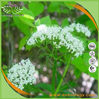 Valerian Root P.E.