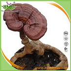 Ganoderma lucidum P.E.