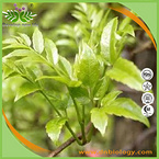 Vine tea Extract