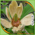 Magnolia bark Extract