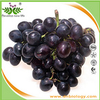 Grape peel Extract