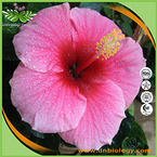 Hibiscus Flower Extract