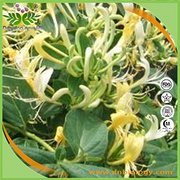 Honey Suckle Stem Extract