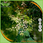 Macleaya cordata Extract