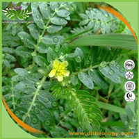 Tribulus Terrestis Extract