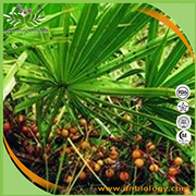 Saw Palmetto berry P.E.
