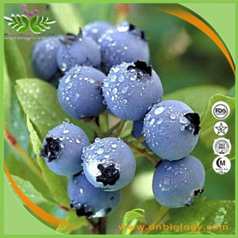 Bilberry Extract