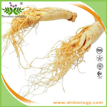 Ginseng Root Extract