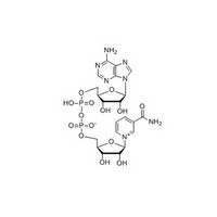 Nicotinamide adenine dinucleotide（NAD+）mono sodium salt