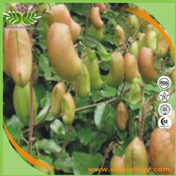 Griffonia Seed Extract