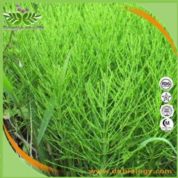 Horsetail Extract