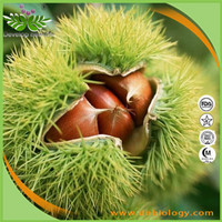 Horse Chest Nut Extract